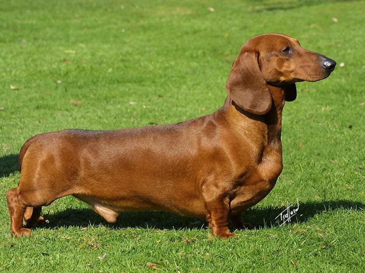 Miniature Dachshund