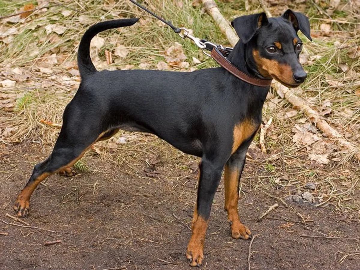 Miniature Pinscher
