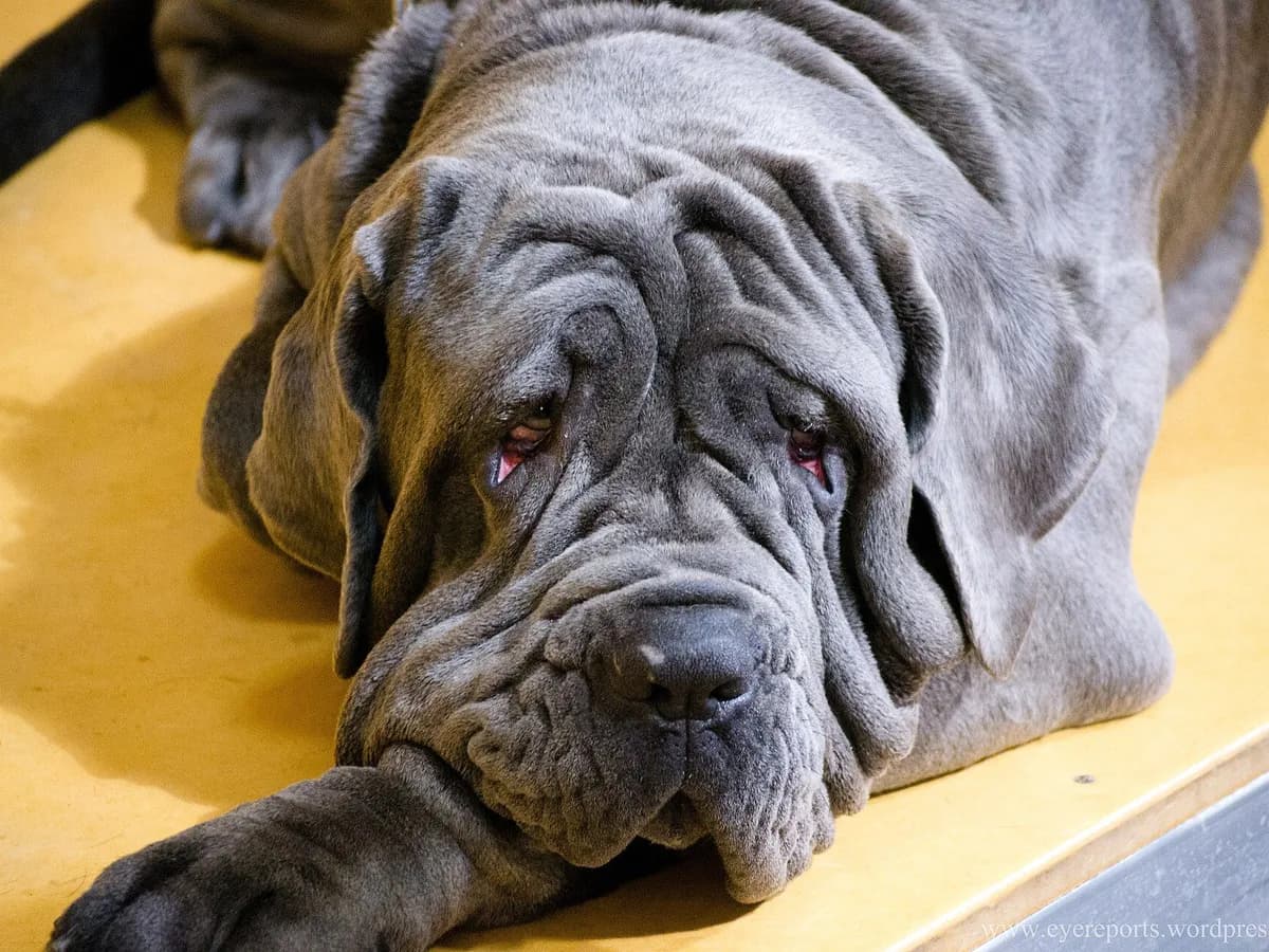 Neapolitan Mastiff