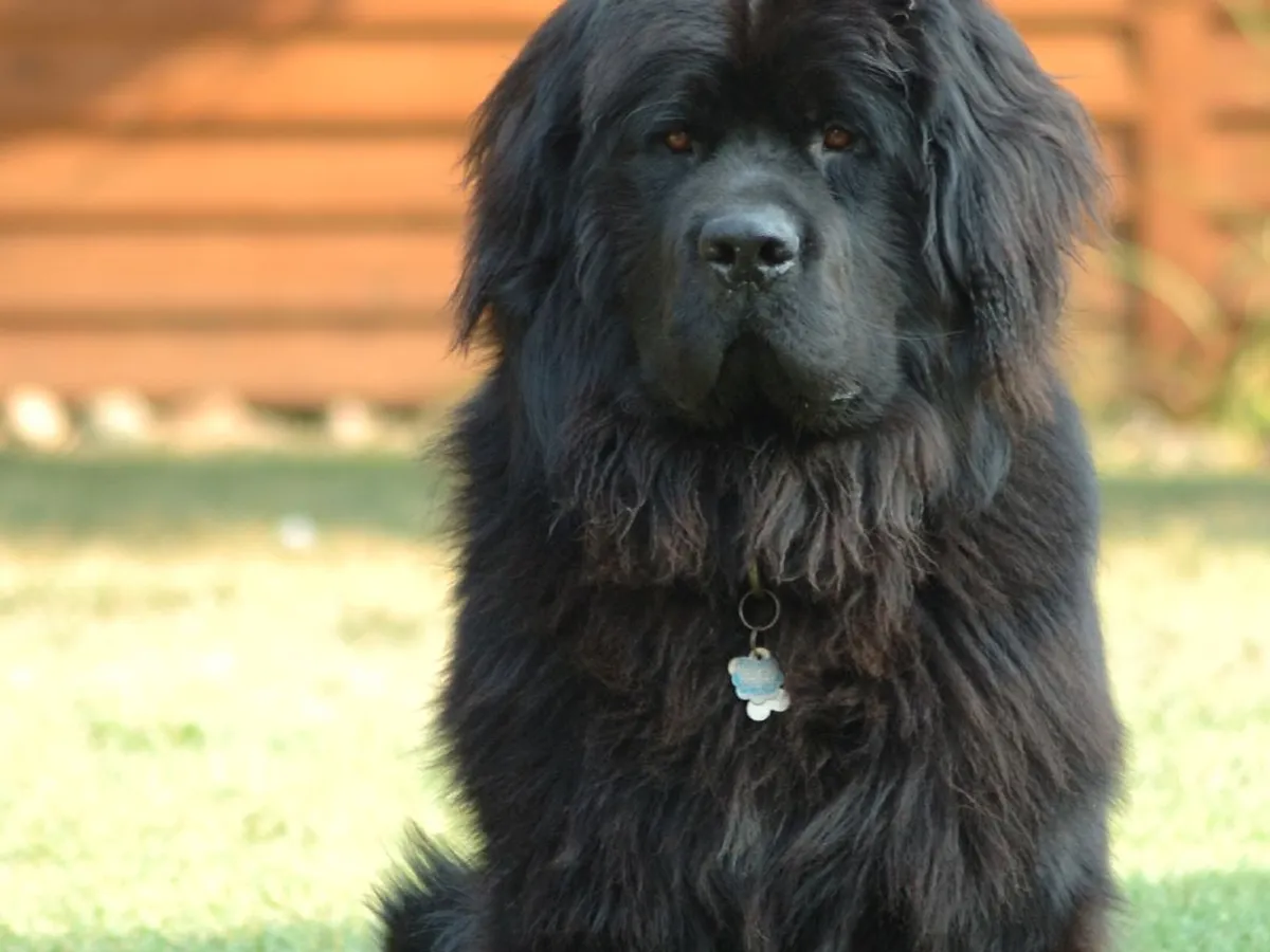 Newfoundland