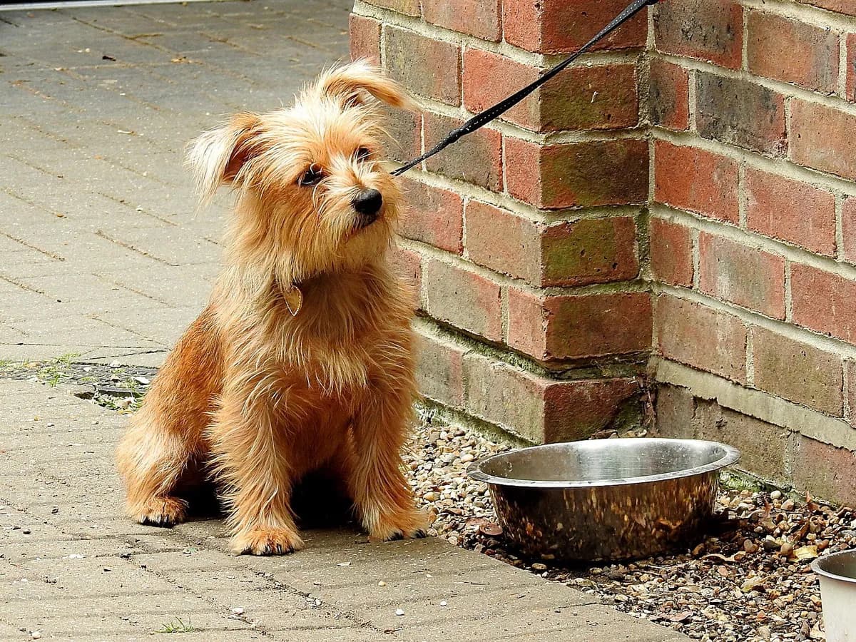 Norfolk Terrier