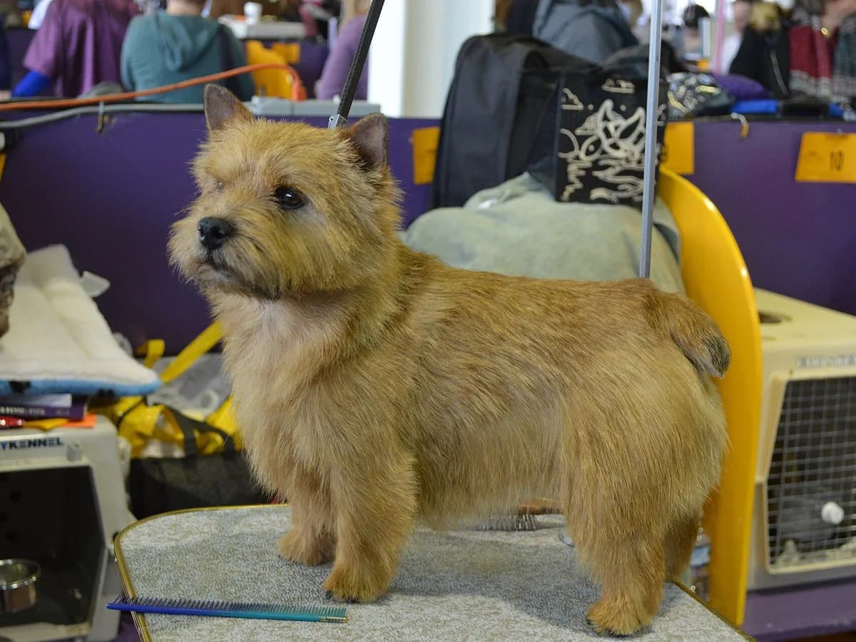 Norwich Terrier