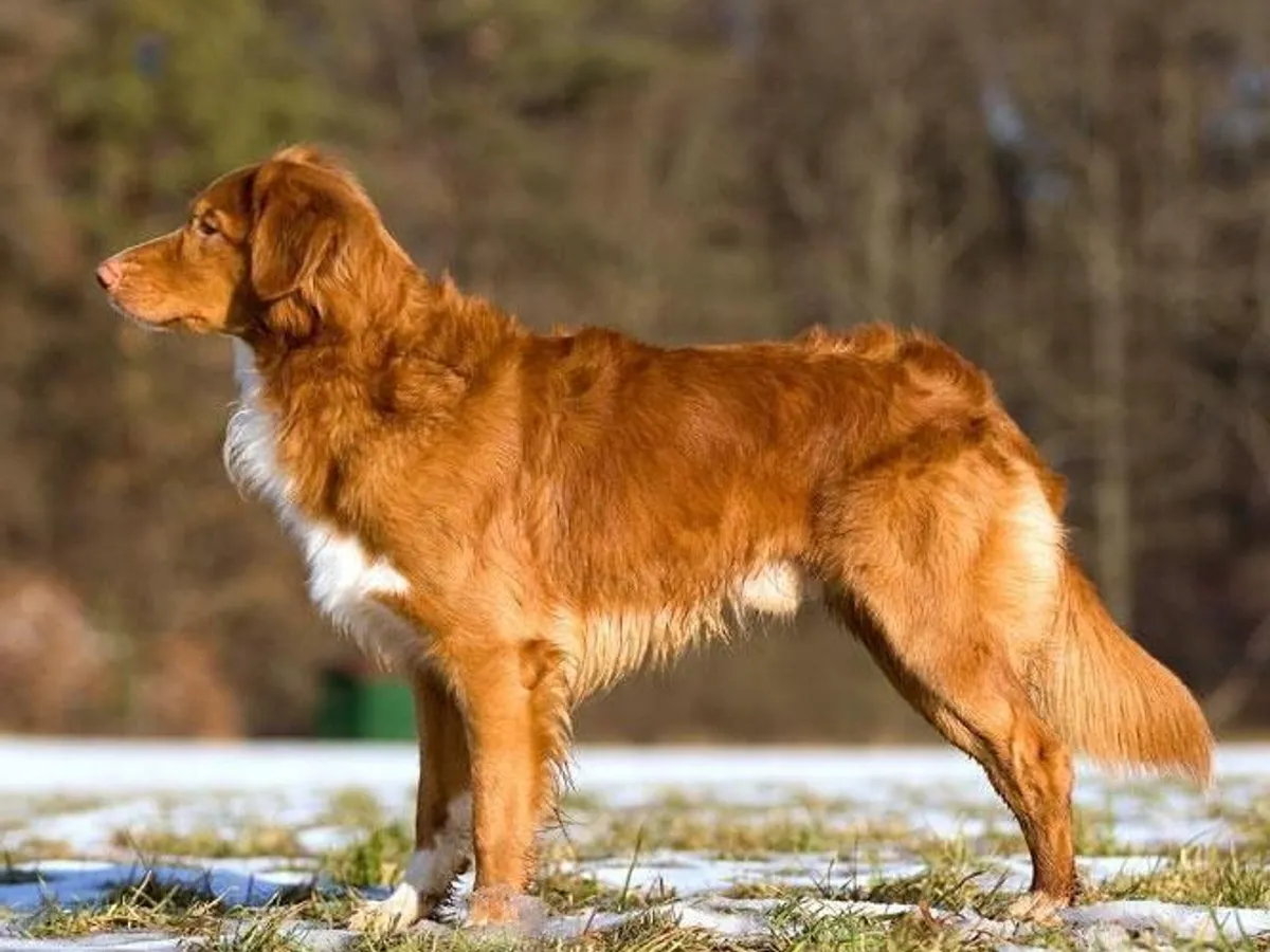 Nova Scotia Duck Tolling Retriever