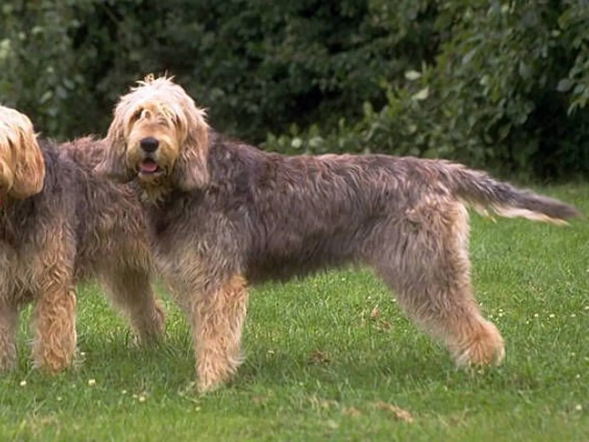 Otterhound