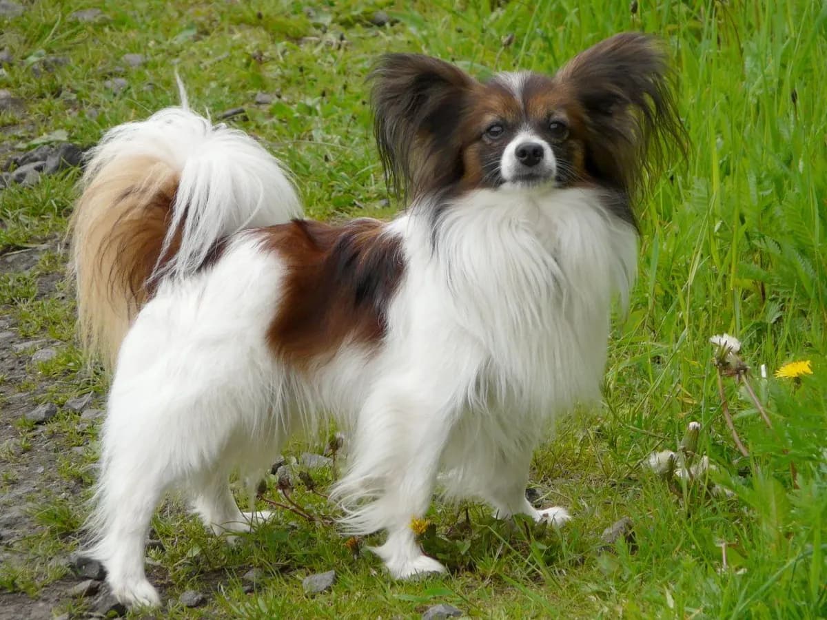 Papillon