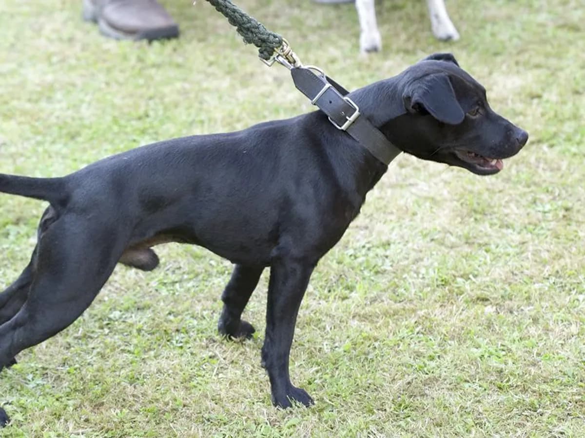 Patterdale Terrier