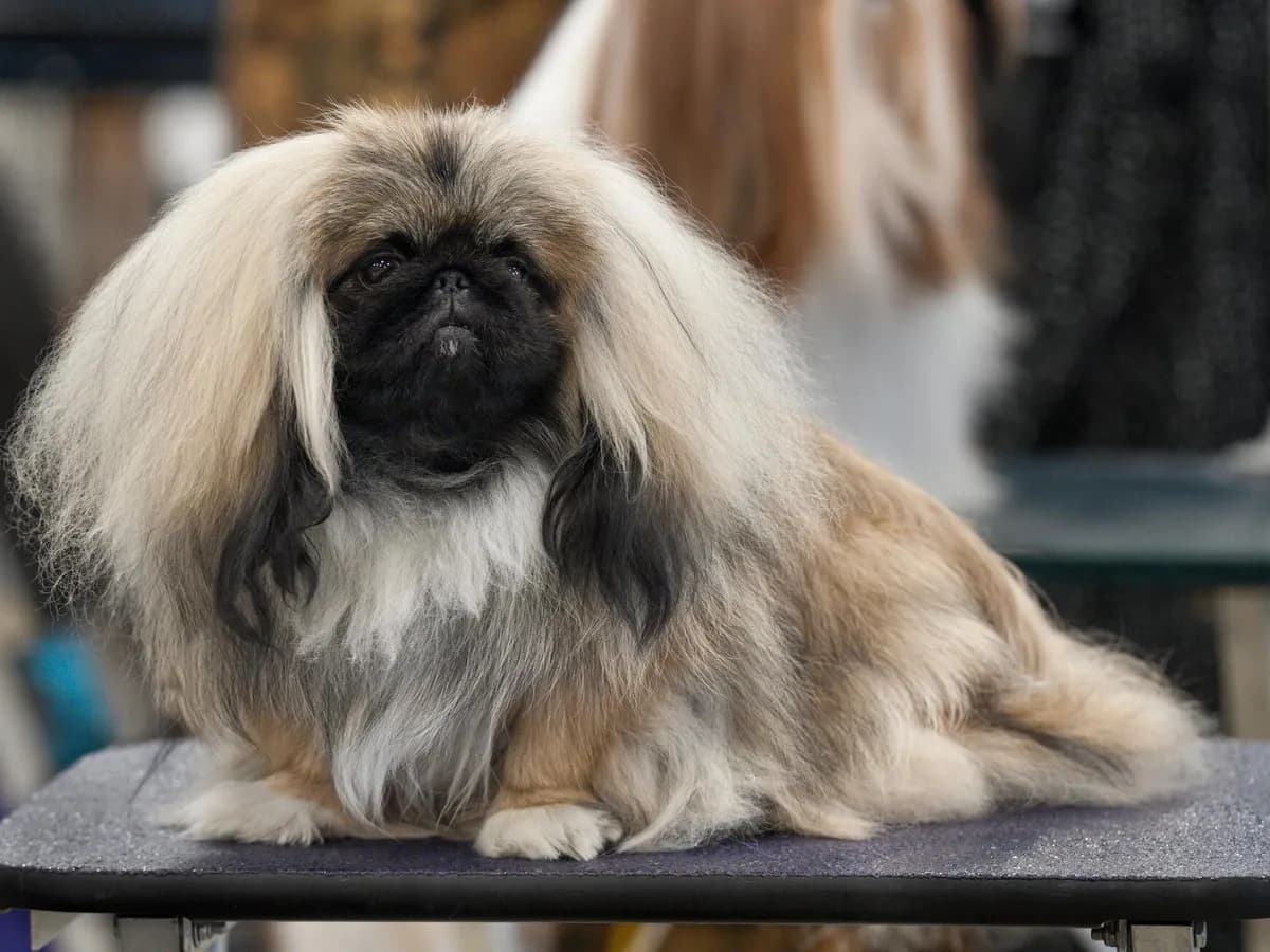 Pekingese