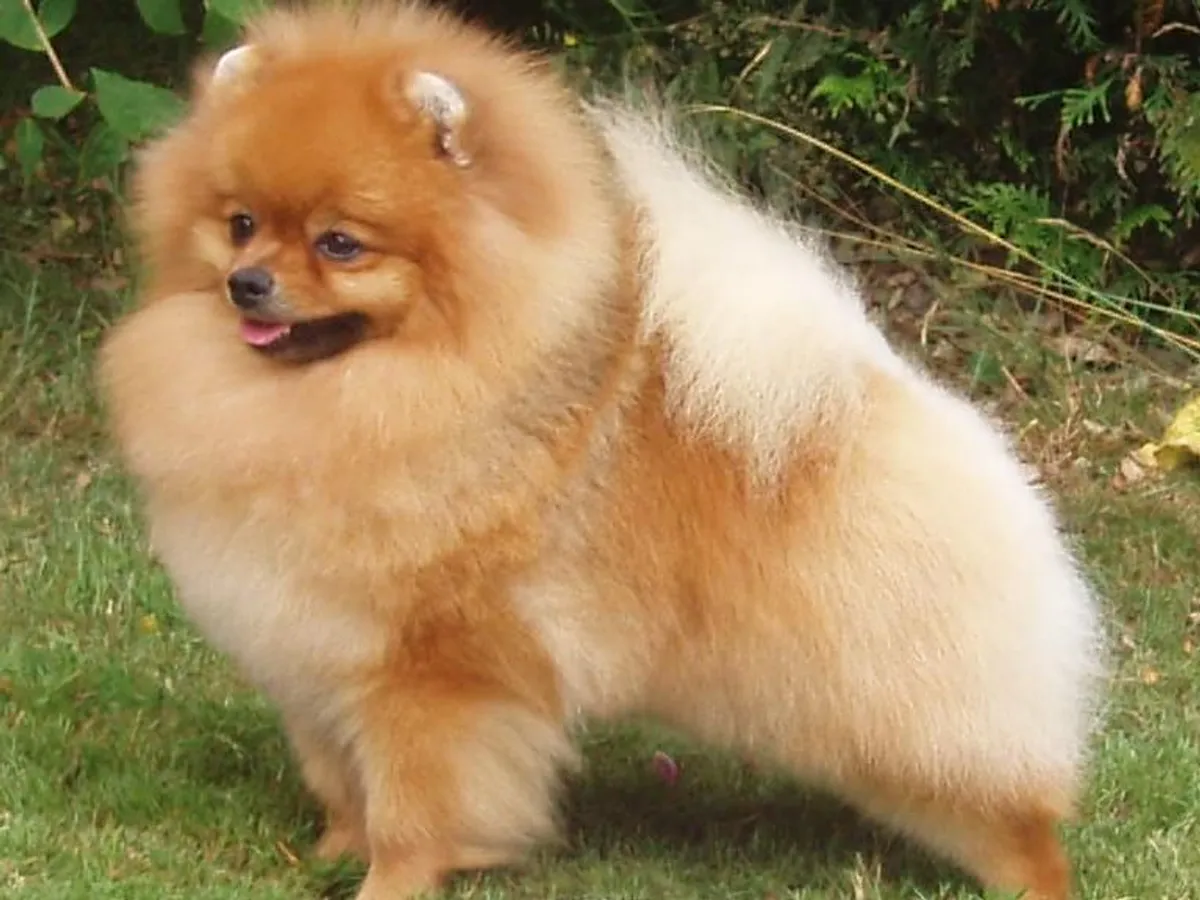 Pomeranian