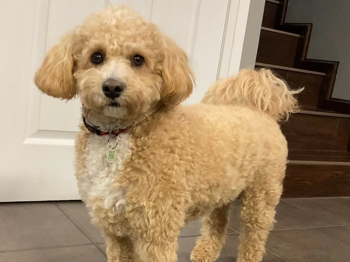 Poochon
