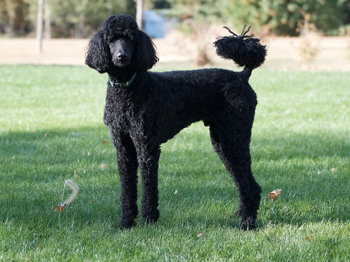 Poodle