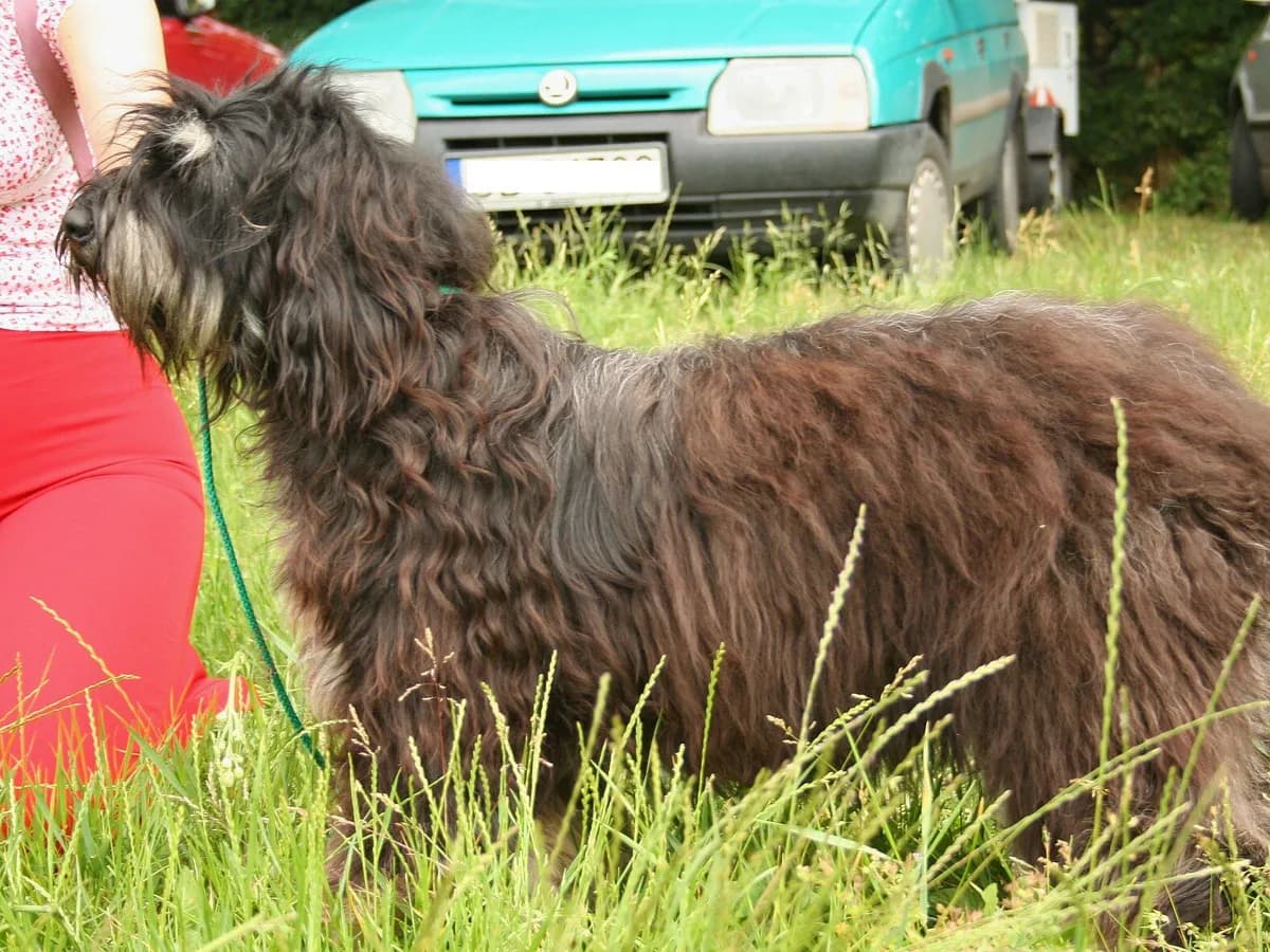Portuguese Sheepdog