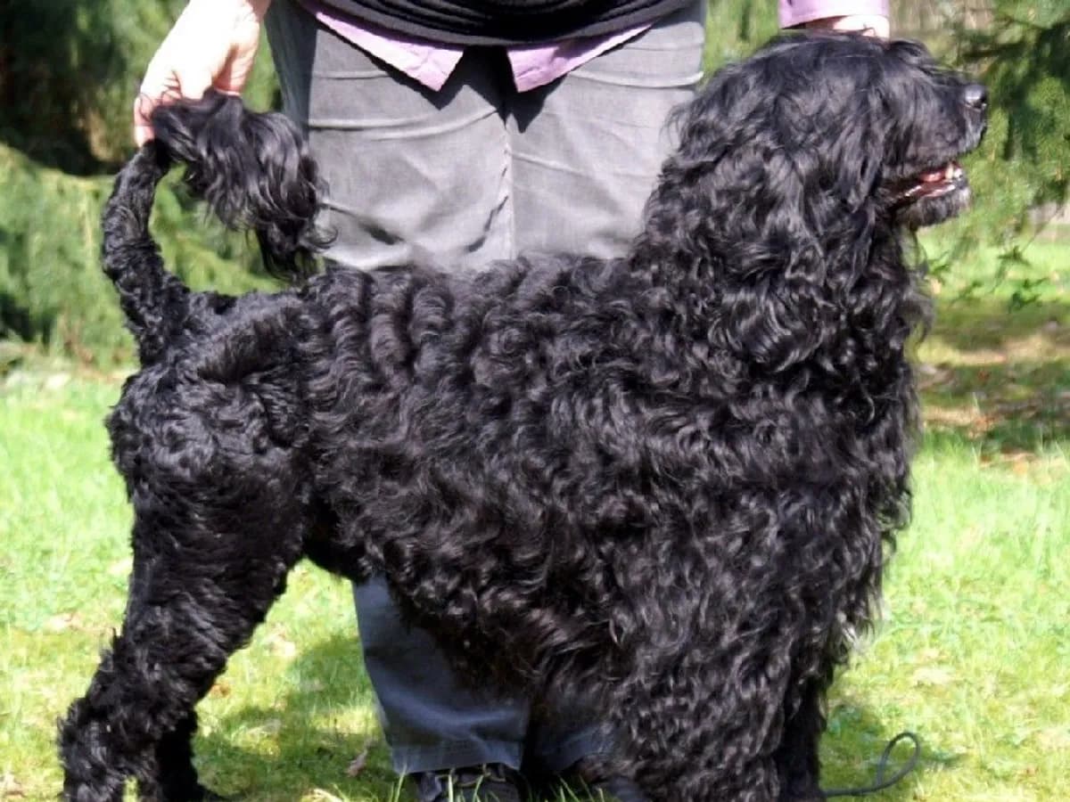 Portuguese Water Dog
