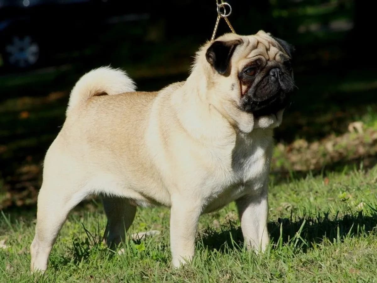 Pug