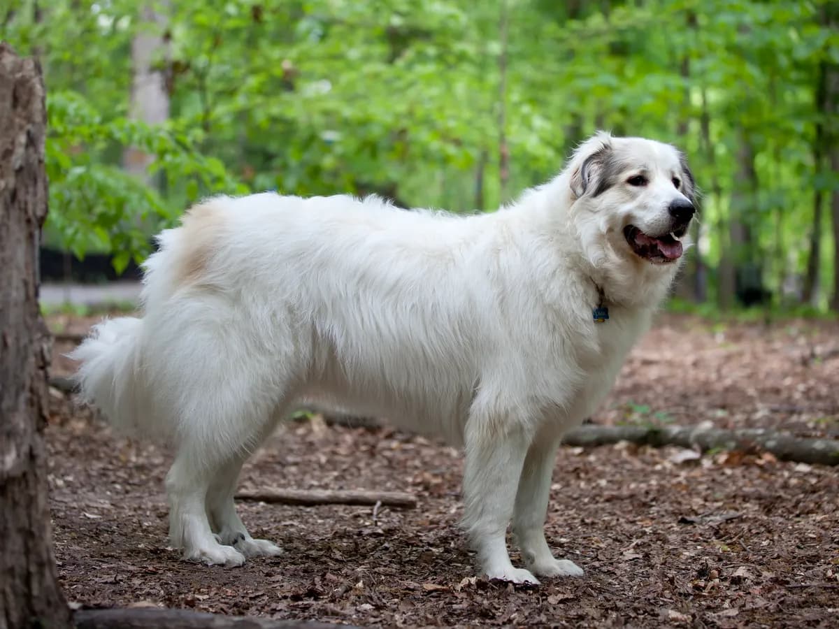 Pyrenean Mountain Dog