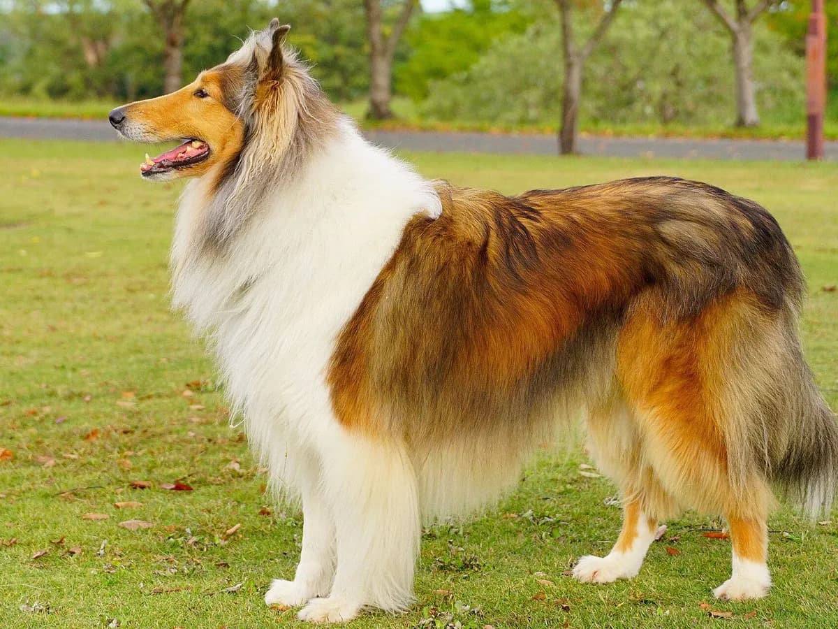 Rough Collie