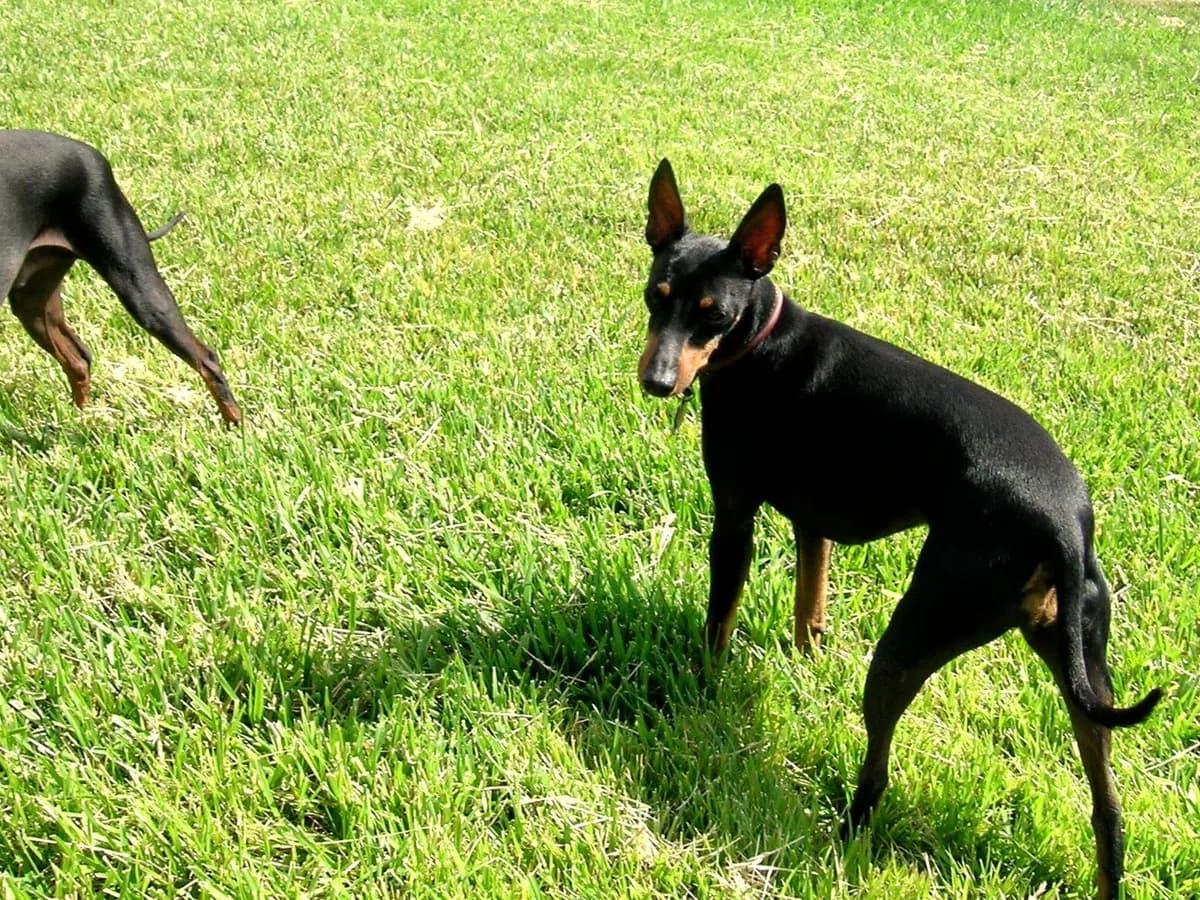 Russian Toy Terrier