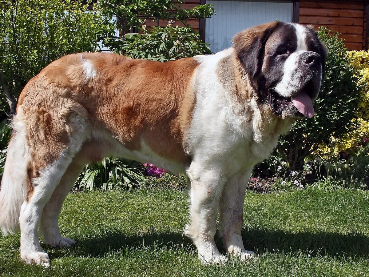 Saint Bernard