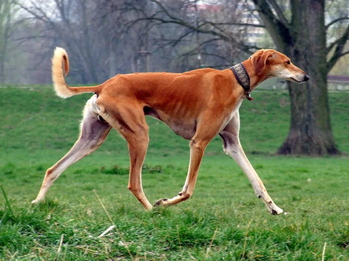 Saluki