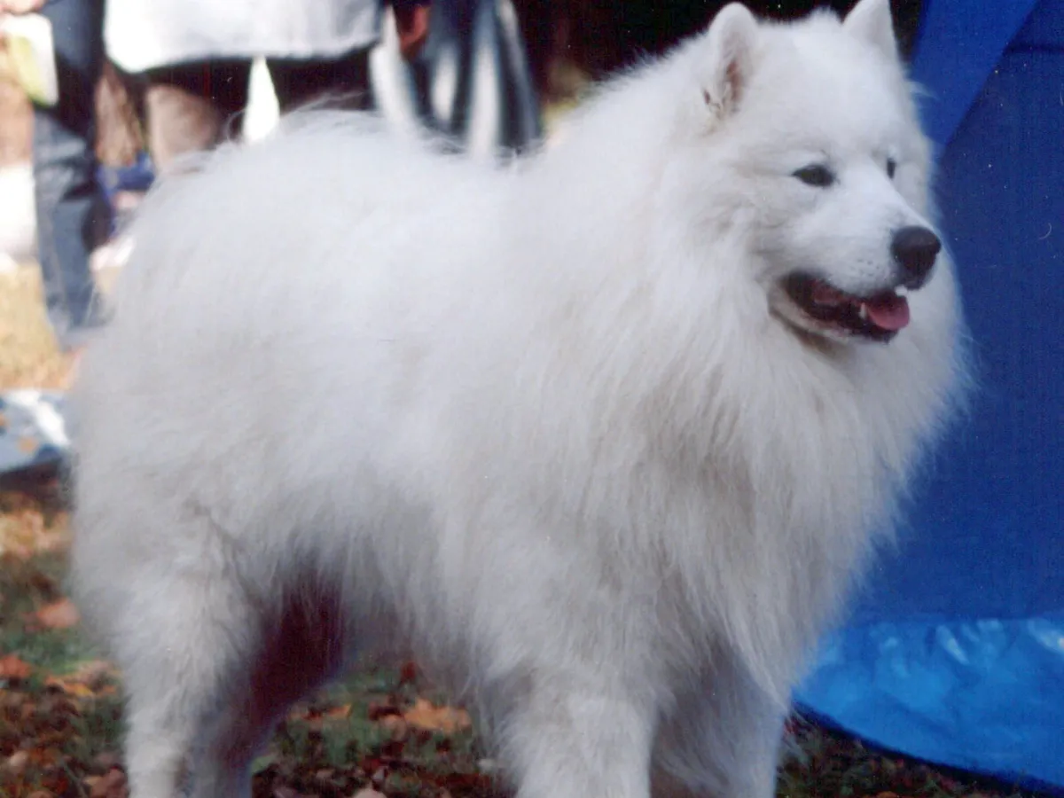 Samoyed