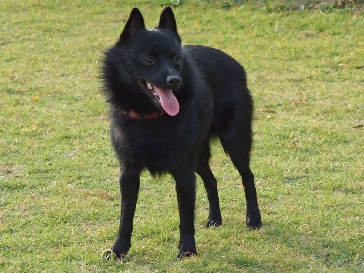 Schipperke