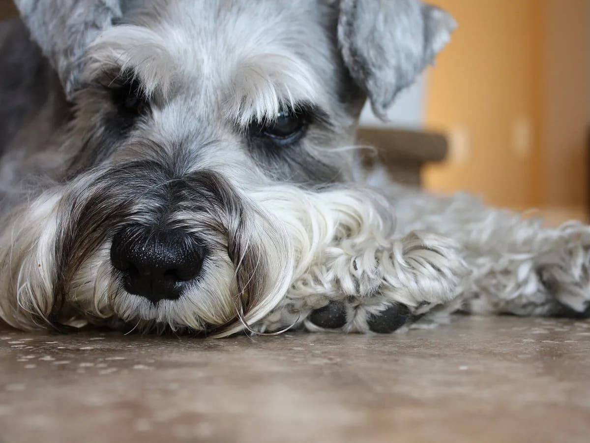 Schnauzer