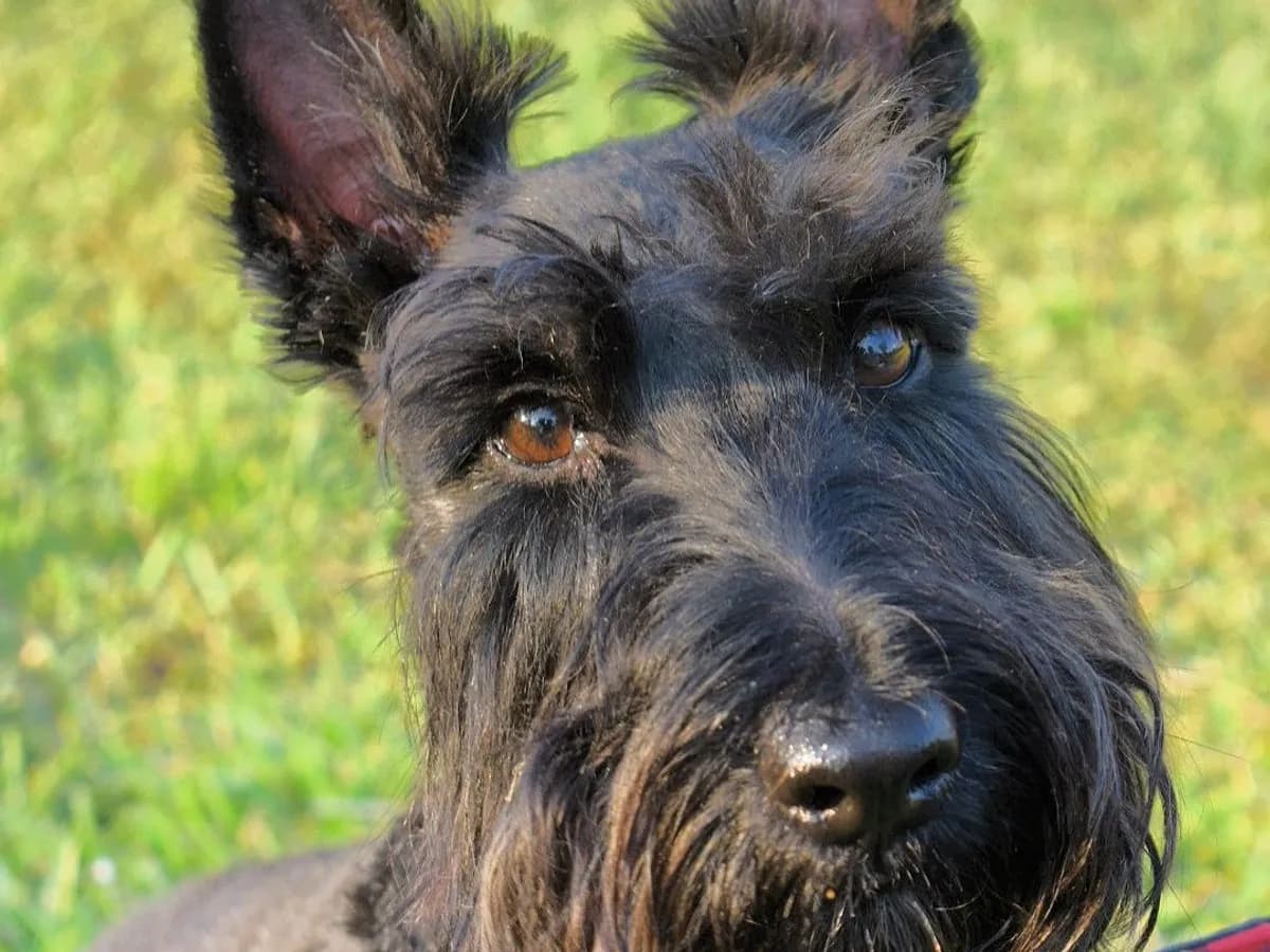 Scottish Terrier