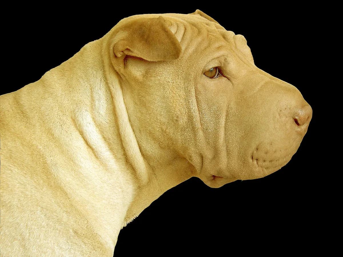 Shar Pei