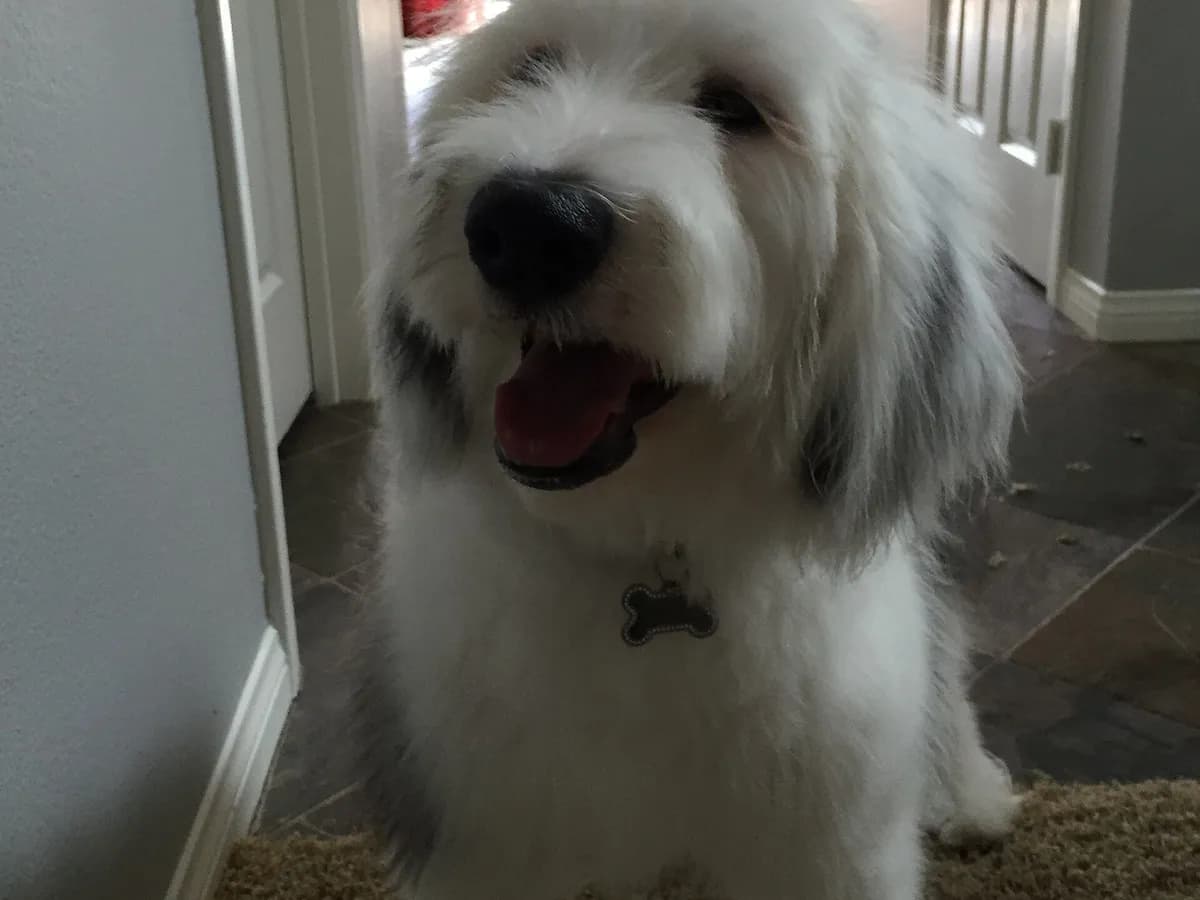 Sheepadoodle