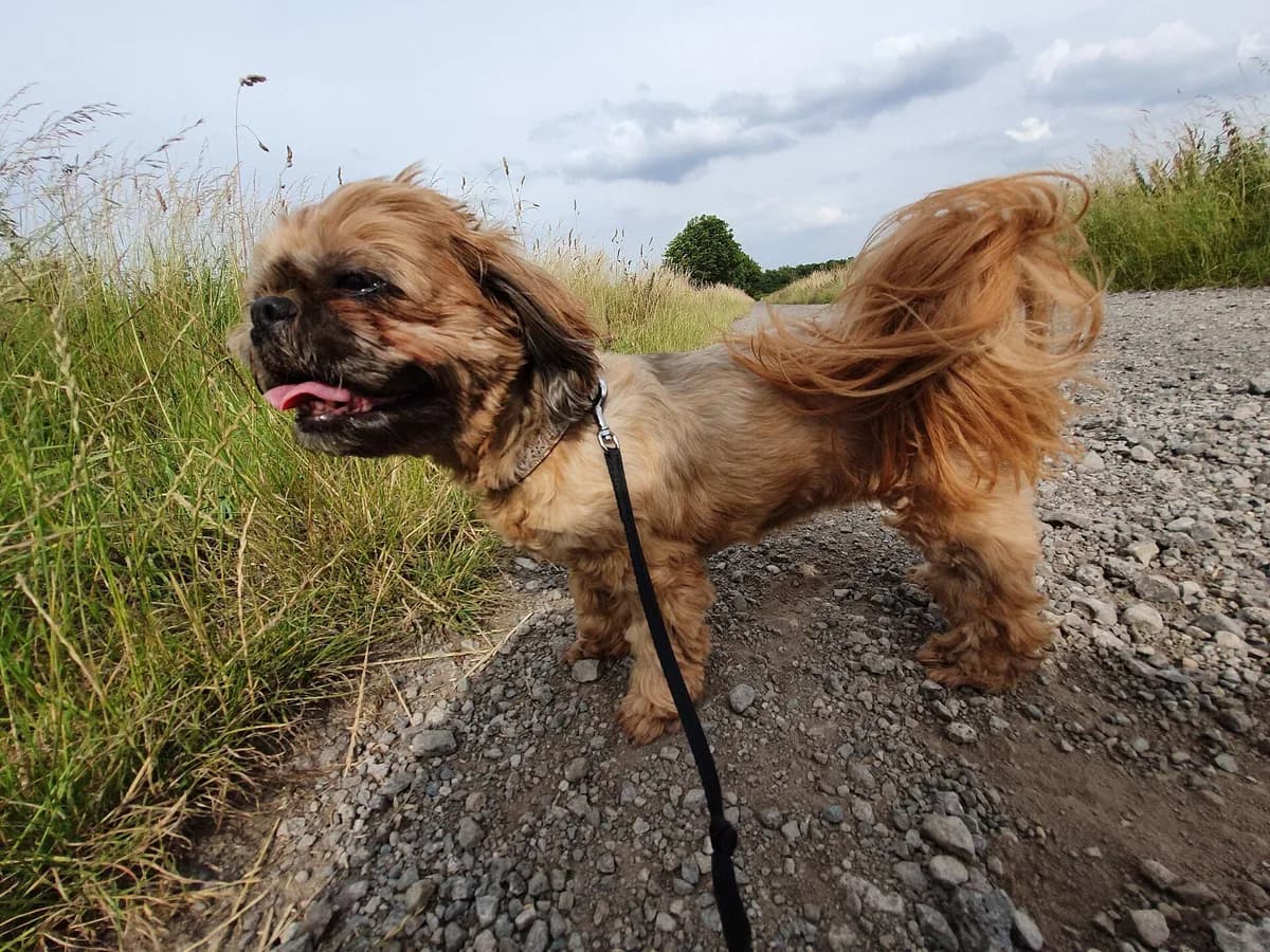 Shih Tzu