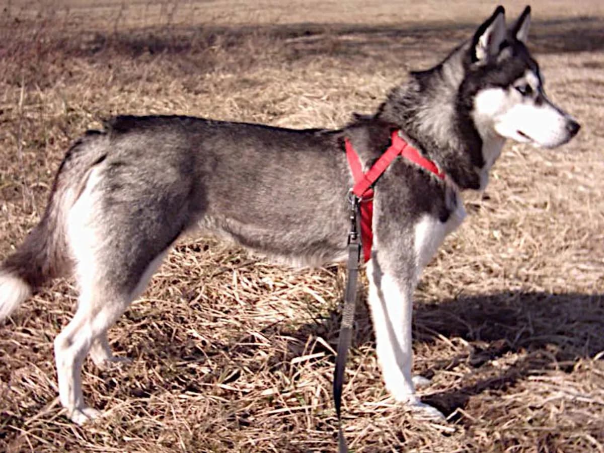 Siberian Husky