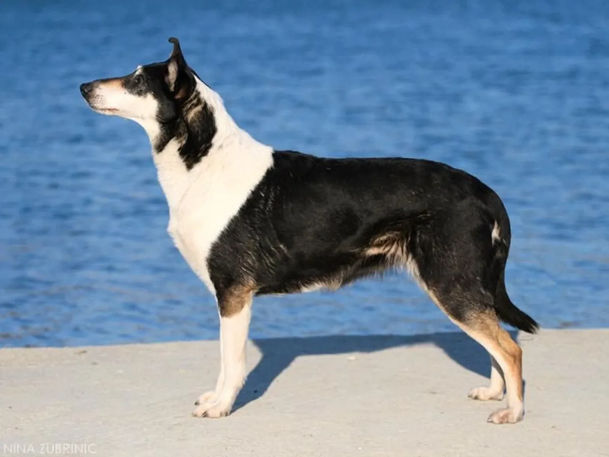 Smooth Collie