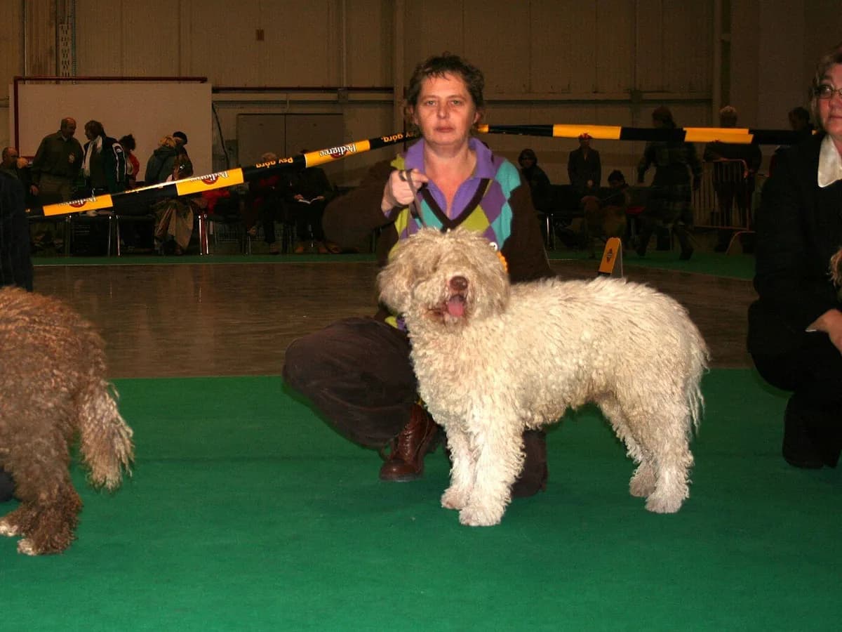 Spanish Water Dog
