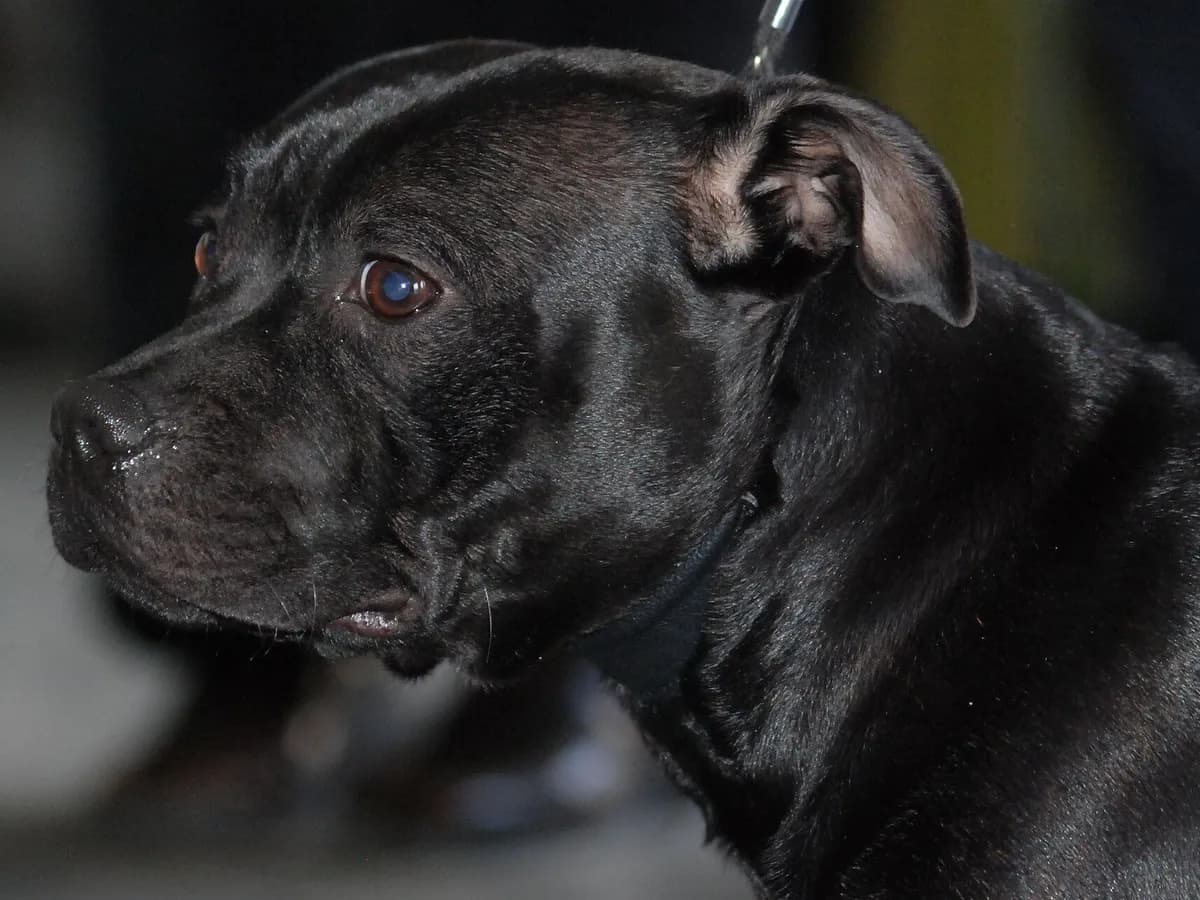 Staffordshire Bull Terrier