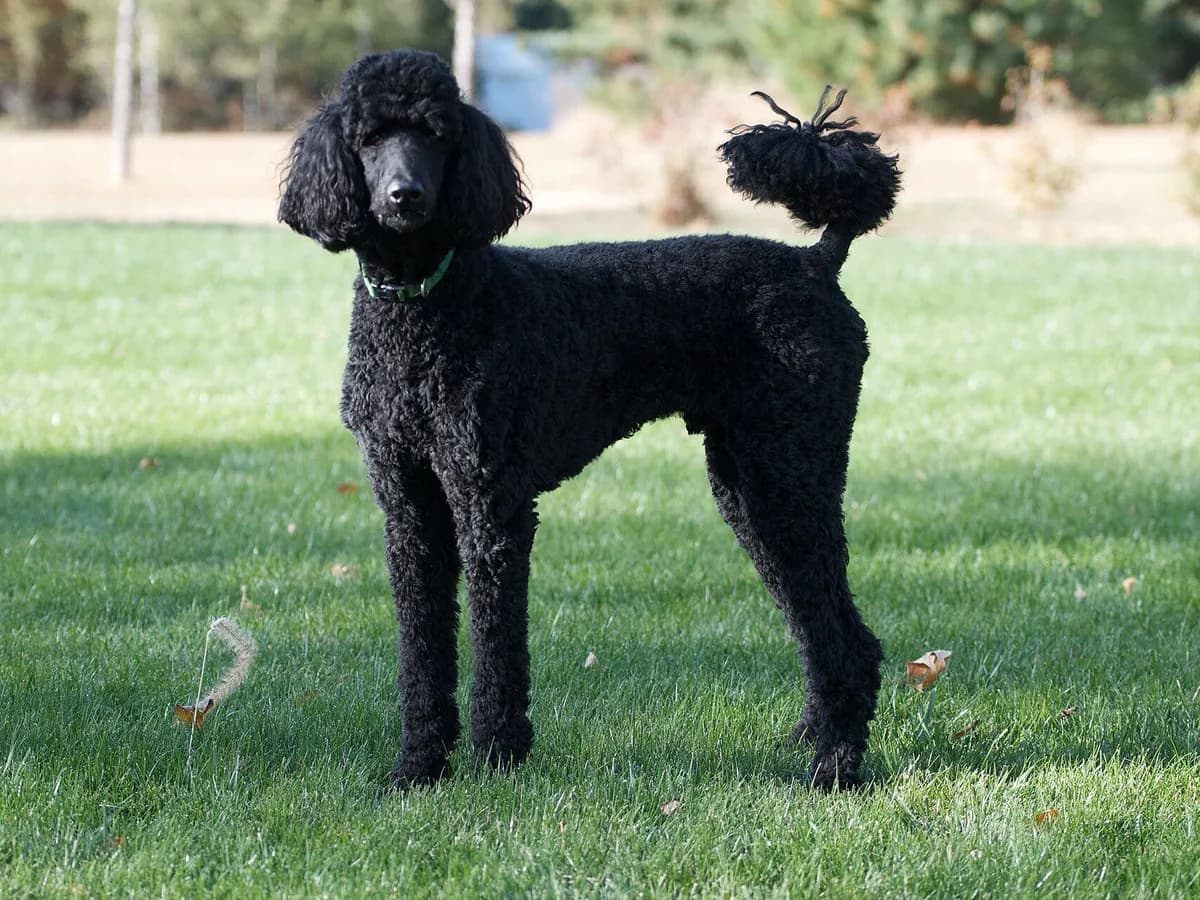 Standard Poodle