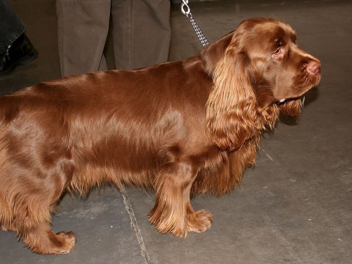 Sussex Spaniel