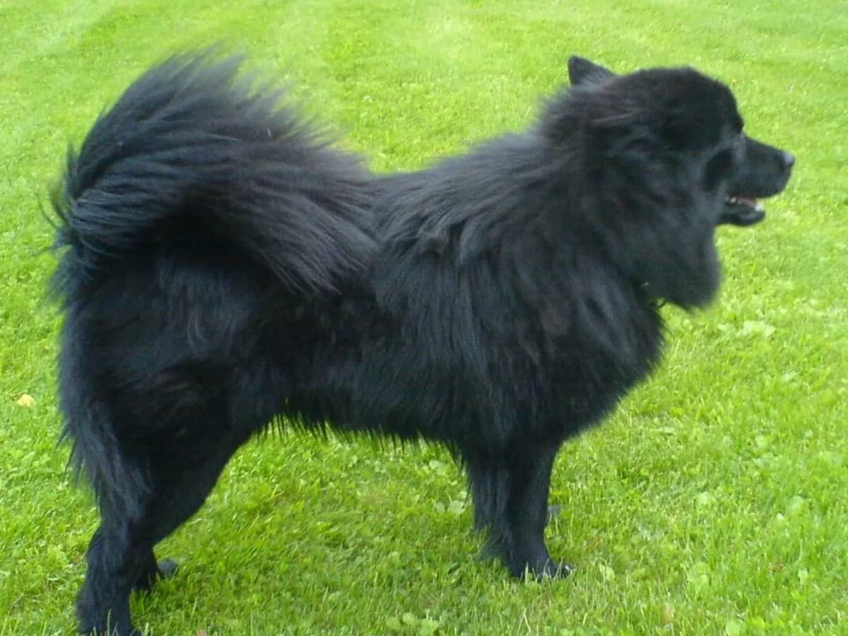 Swedish Lapphund