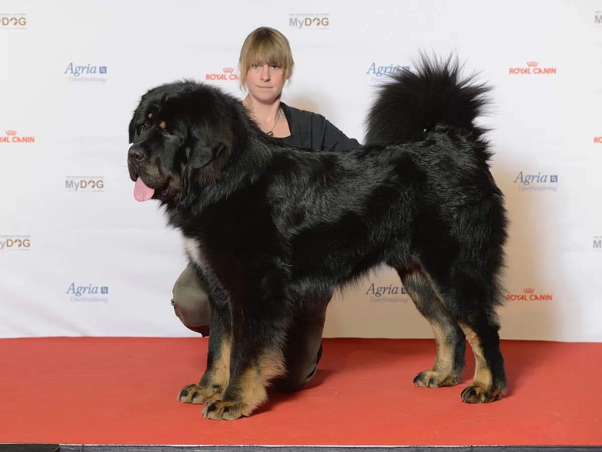 Tibetan Mastiff