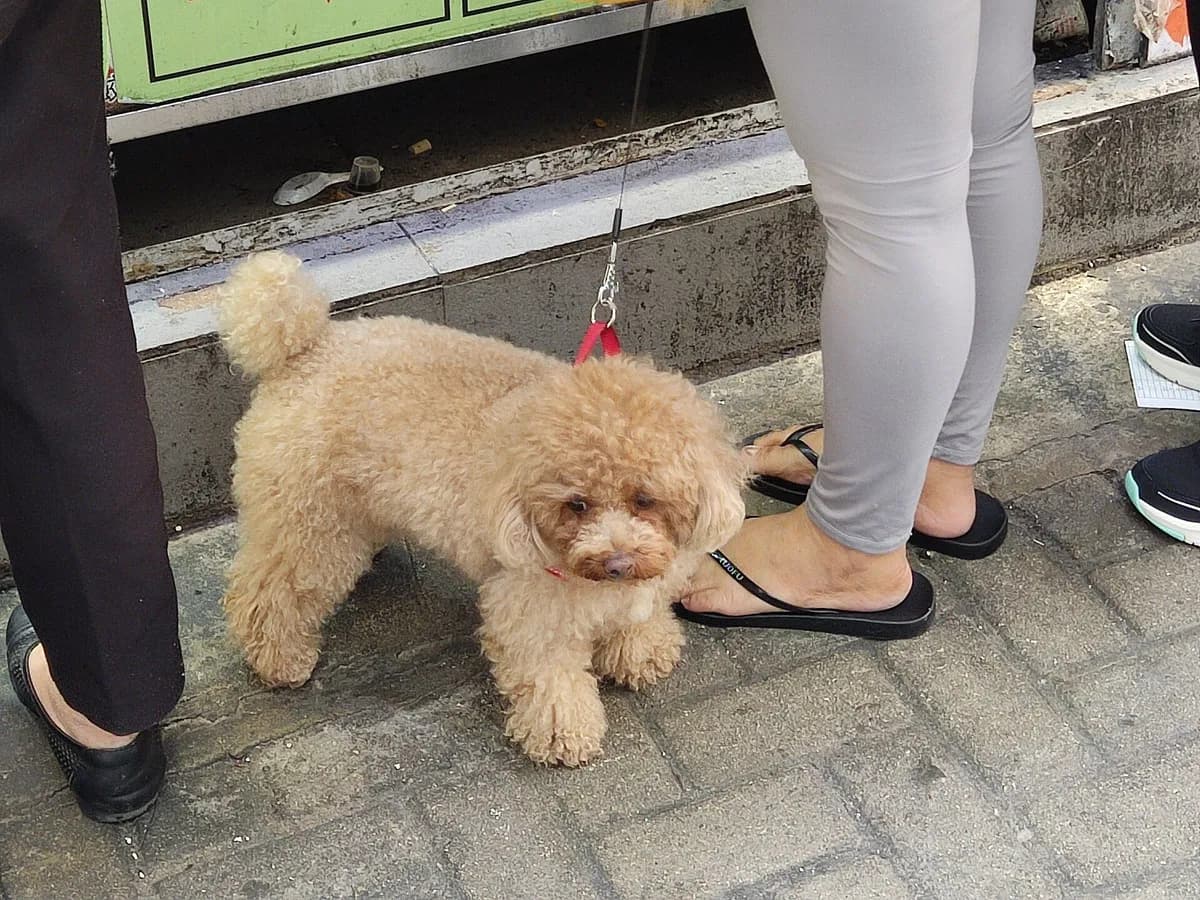 Toy Poodle