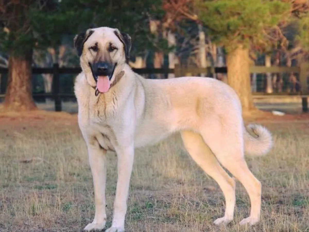 Turkish Kangal