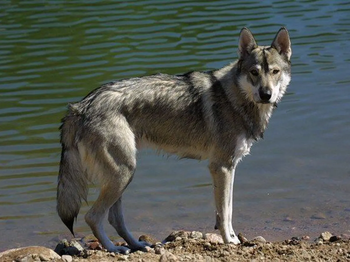 Utonagan