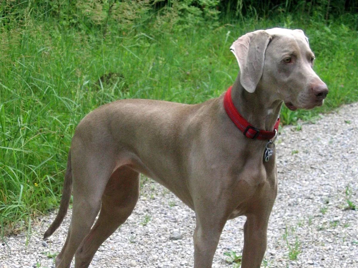 Weimaraner