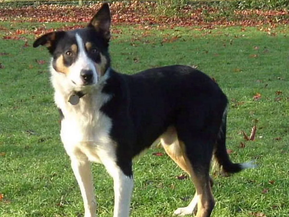 Welsh Collie