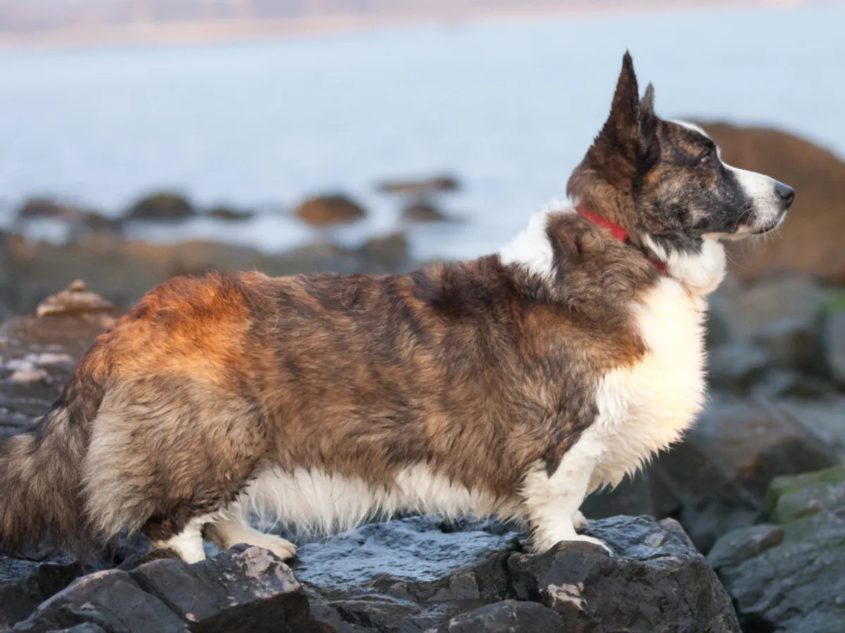 Welsh Corgi Cardigan