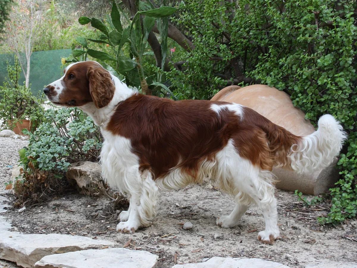 Welsh Springer Spaniel