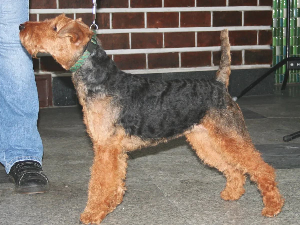 Welsh Terrier