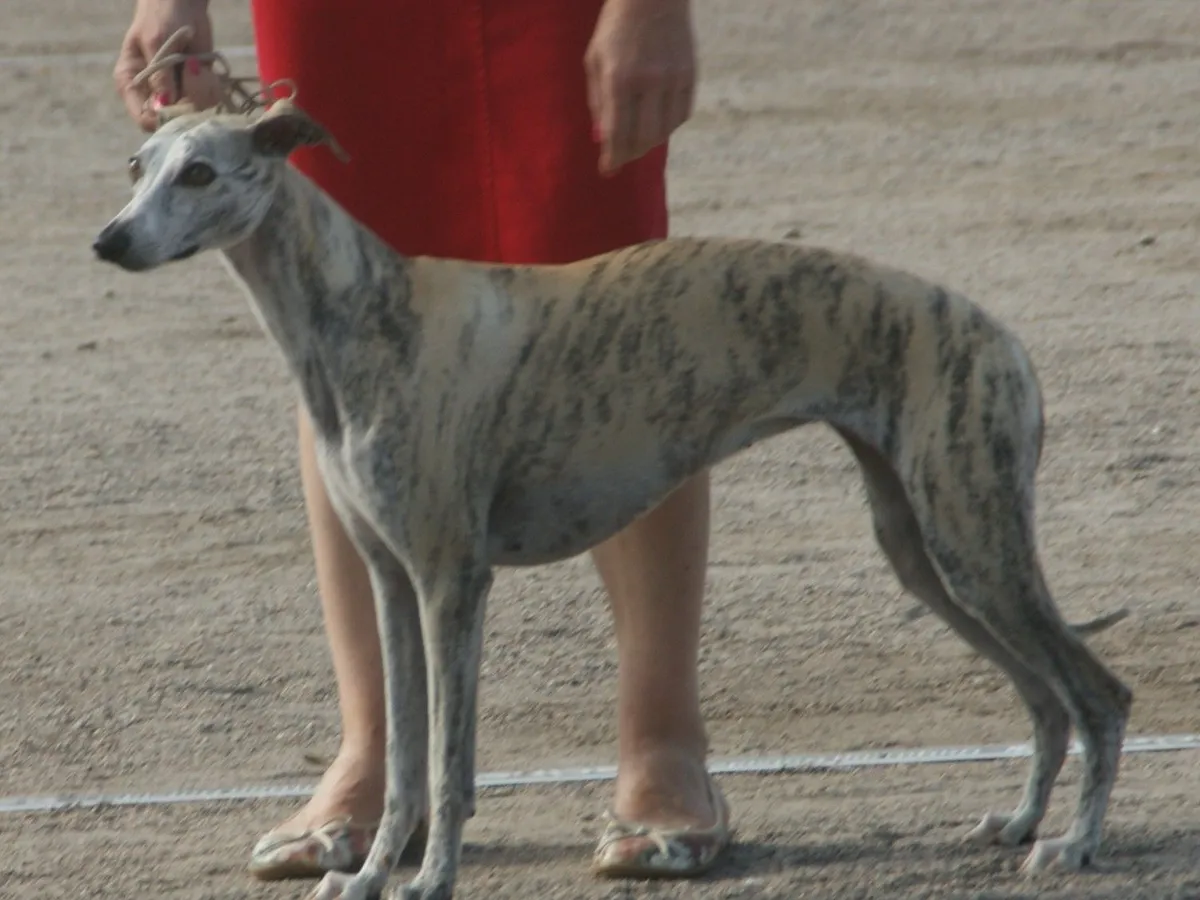 Whippet