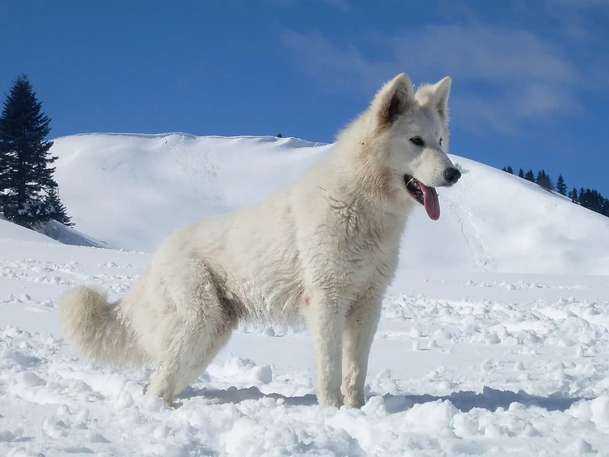 White Swiss Shepherd
