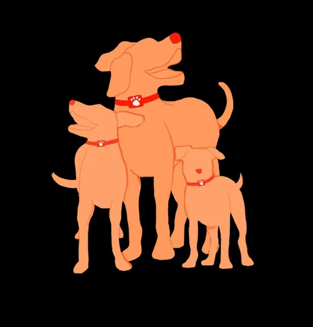 PitPat Puppy Dry – —